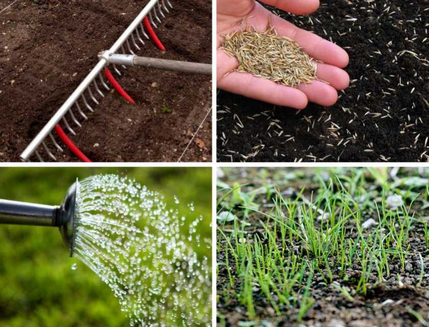 Как сеять газонную траву? 44 фото посадка семенами своими руками весной, как правильно вручную сажать газон на даче, пошаговая инструкция
