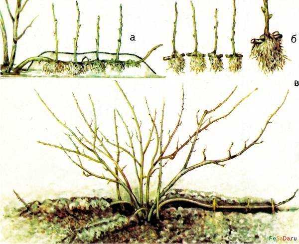Особенности выращивания плакучей ивы: выбор посадочного материала, посадка и уход