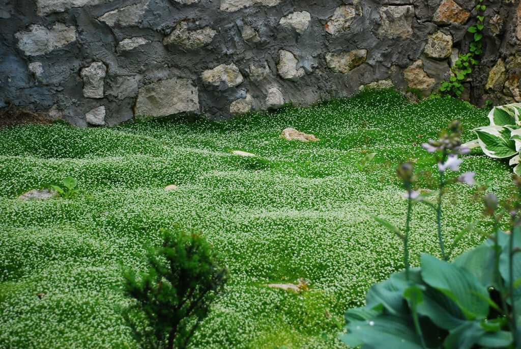 Рулонный газон (80 фото): плюсы и минусы живой и искусственной травы в рулонах, посадка элитных сортов, сколько можно хранить свернутое покрытие, отзывы