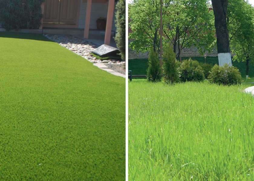 Какую траву выбрать для посадки газона: обзор видов трав и сортов смесей, примеры на фото