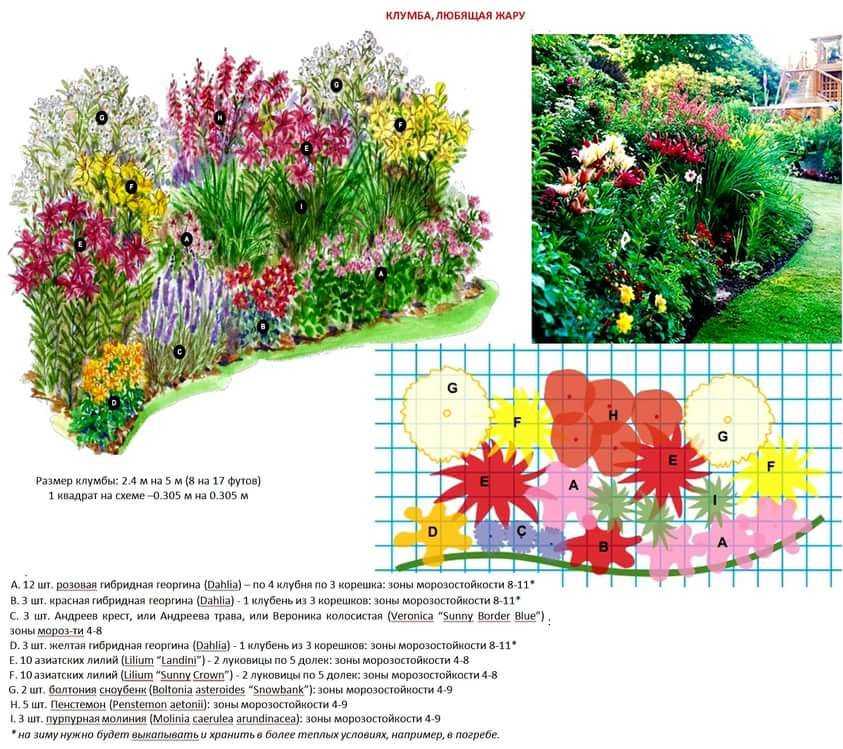 Схемы красивых клумб непрерывного цветения из многолетников