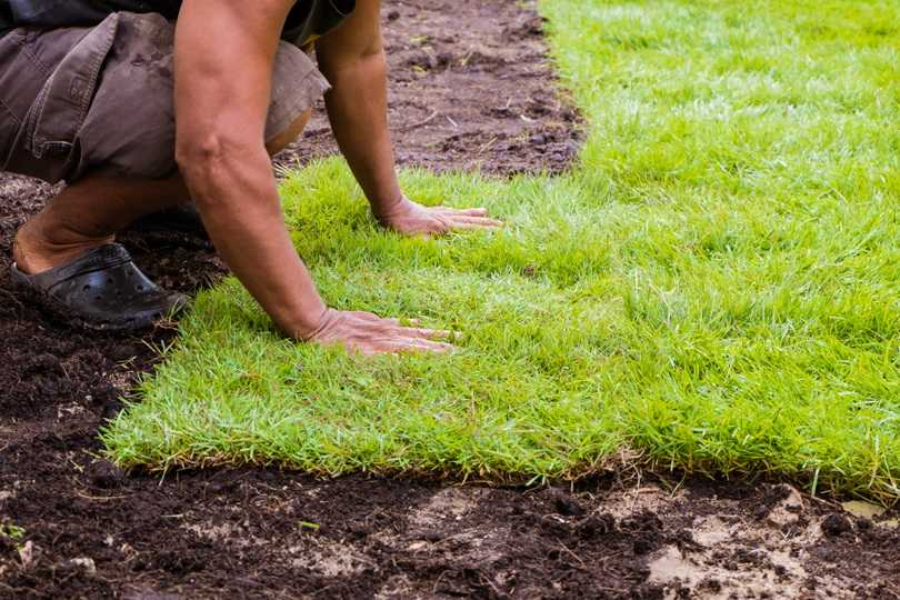Газонная трава: фото, видео, выбор и расчет семян, способы посадки газона