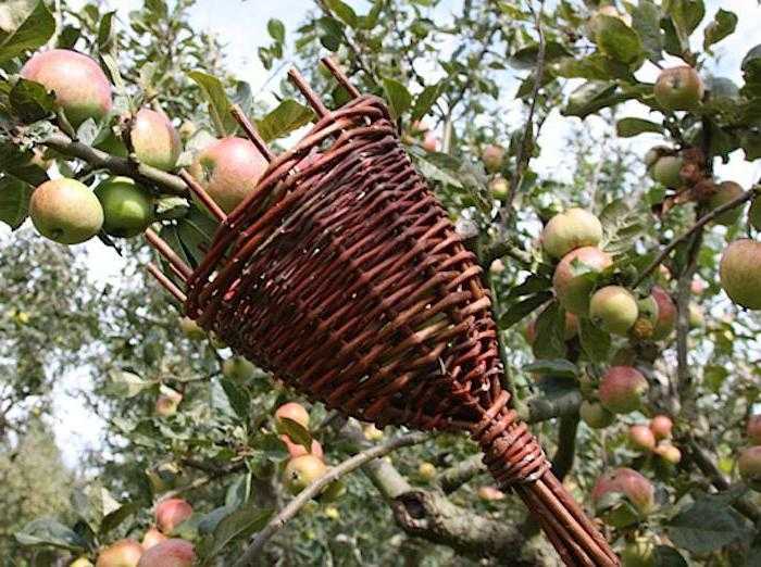О плодосъемниках для яблок: плодосборник с телескопической ручкой и захватом