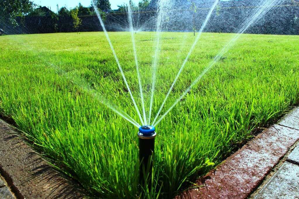 Как поливать газон правильно и когда лучше это делать? рекомендации на ydoo.info