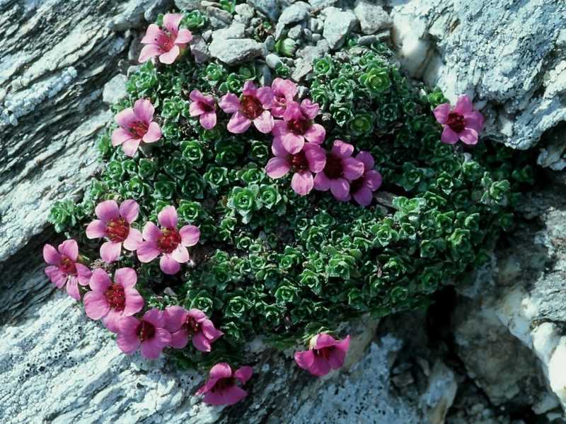 Камнеломка (84 фото): правила посадки и ухода за цветком в открытом грунте, описание камнеломки теневой и снежной, метельчатой и других видов