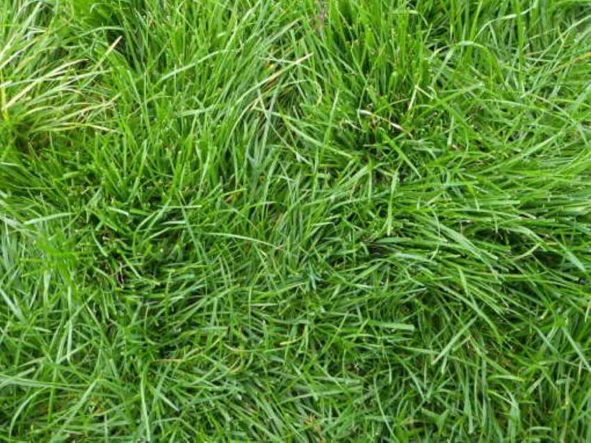 Посадка газонной травы: способы посева семян, уход и подкормка
