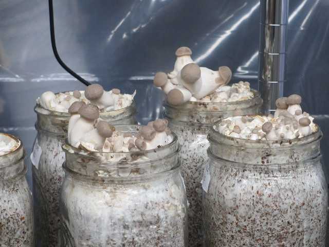 Как выращивать грибы на дачном участке
