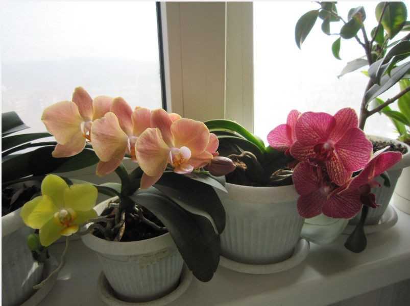 Популярные орхидеи, которые легко купить и просто вырастить на supersadovnik.ru