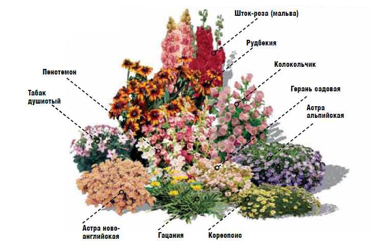 Растения весенних цветников и их названия (48 фото): какие цветы часто встречаются, несколько схем посадки