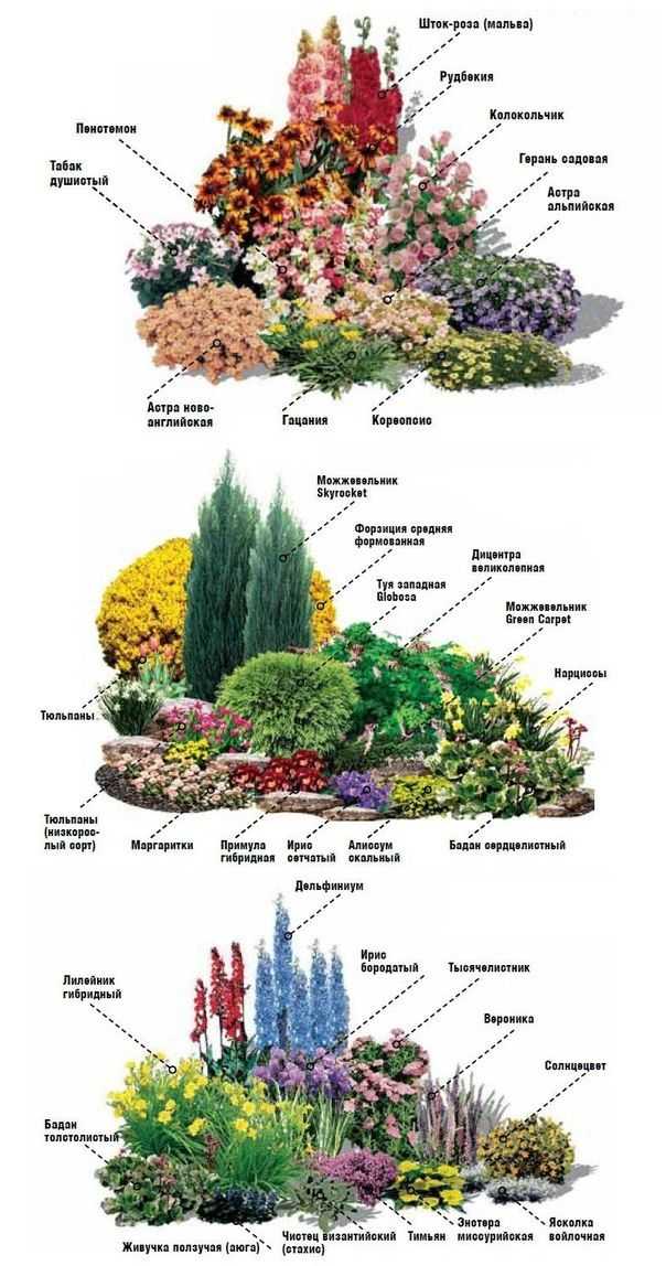 Цветы для клумбы (144 фото): названия популярных осенних растений, цветники с лаватерой, розой и декоративной травой, какие виды растут в тени