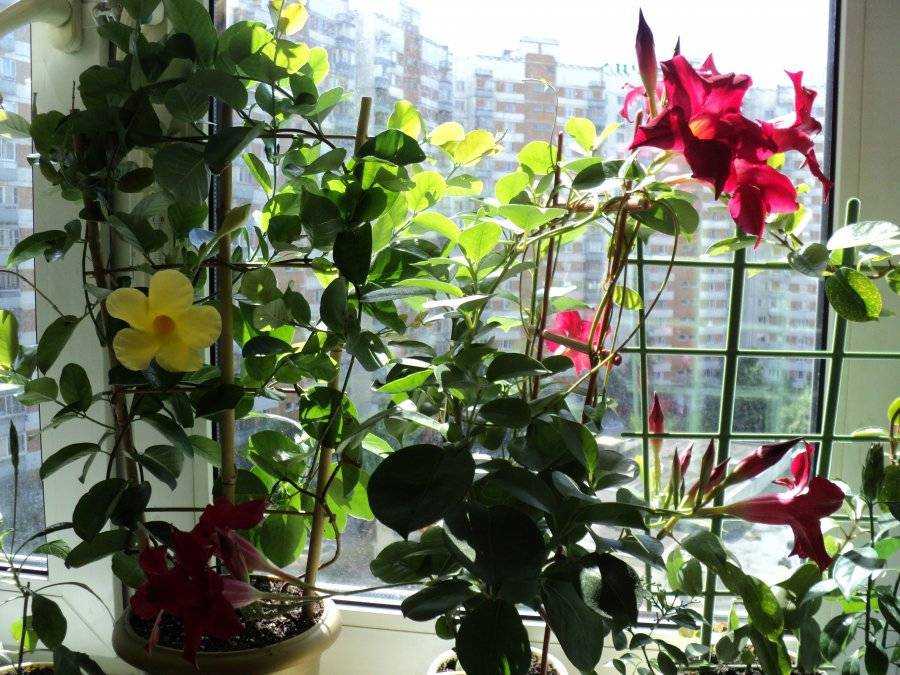 Дипладения или мандевилла - красивое вьющееся растение с крупными цветками Рассмотрим особенности ухода и способы размножения в домашних условиях