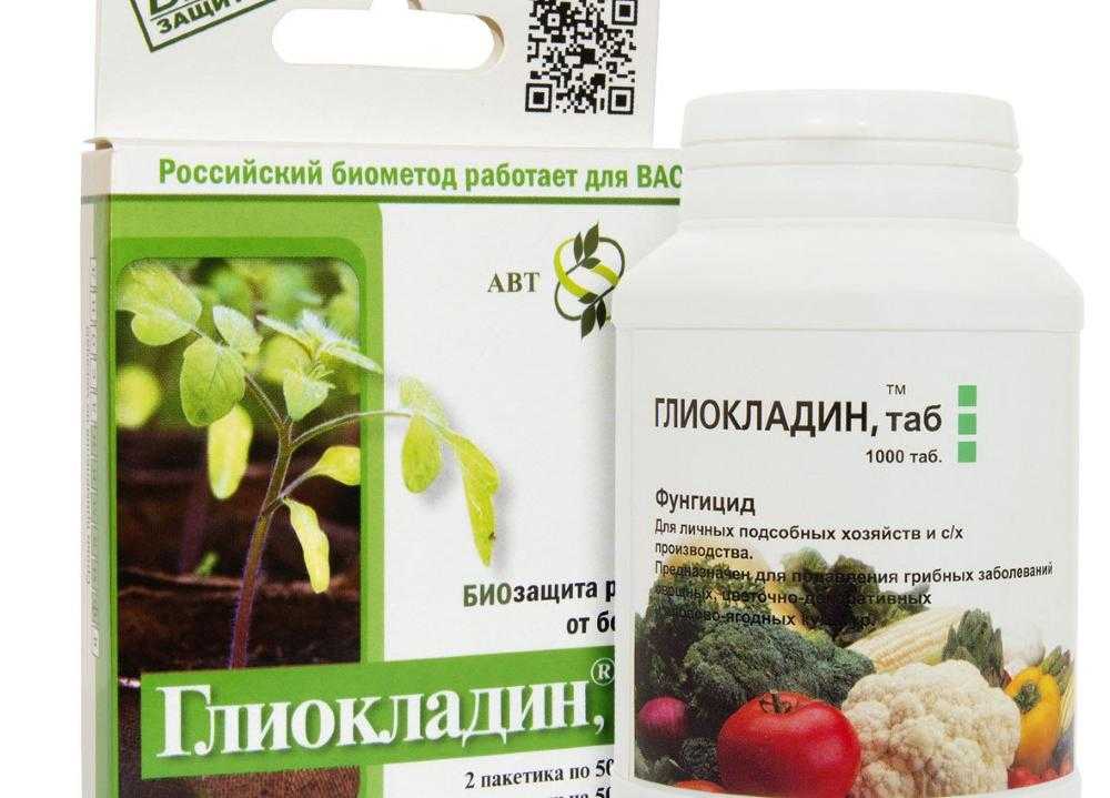 Чем обработать облепиху от болезней и вредителей, лечение и борьба с ними