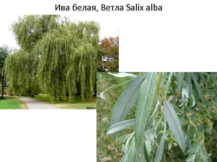 Ива белая (ветла) Salix Alba. Ива плакучая серебристая.