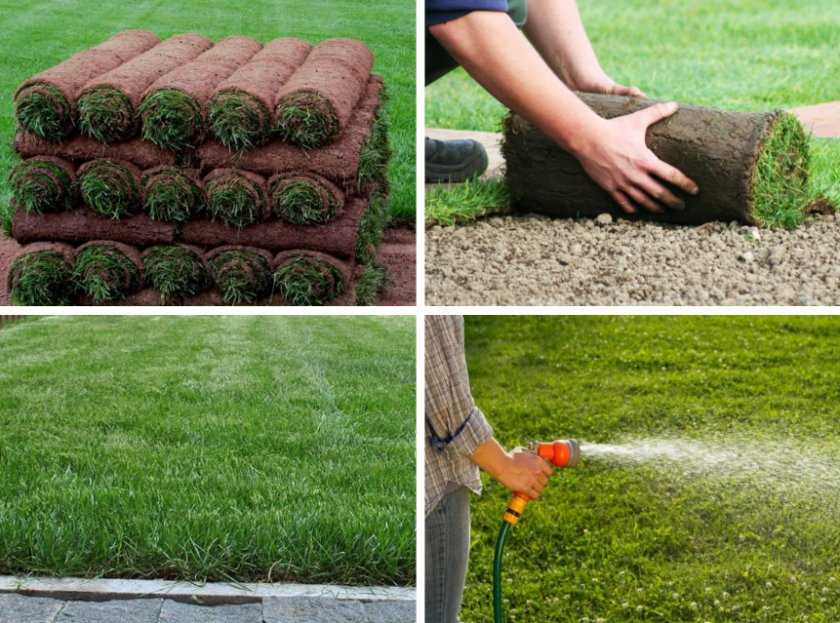 11 советов, как укладывать рулонный газон своими руками. устройство рулонного газона | строительный блог вити петрова