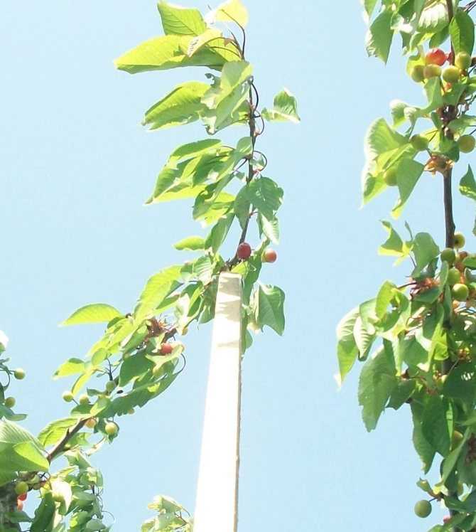 Как собрать черешню на высоком дереве — как правильно быстро и аккуратно собрать урожай. секреты садоводов и 115 фото устройств для сбора черешни
