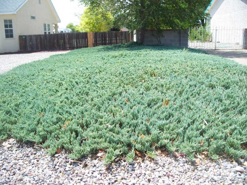 Можжевельник обыкновенный репанда (juniperus communis repanda)