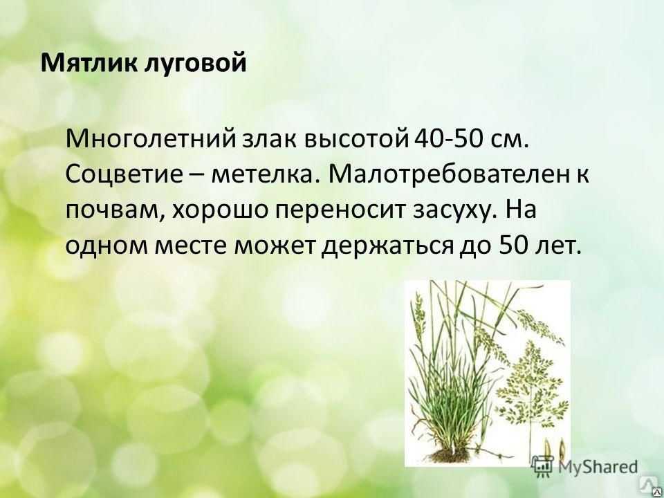 Газон лилипут: описание, особенности, характеристики газонной травы для ленивых