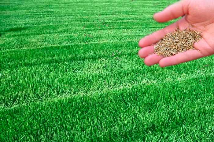 Какой газон лучше посадить на даче: описание разновидностей газонов и трав