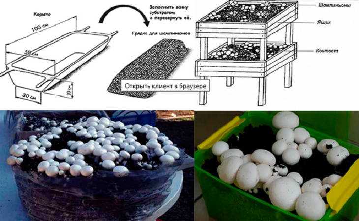 Шампиньоны на даче в открытом грунте: выращивание мицелия грибов в почве