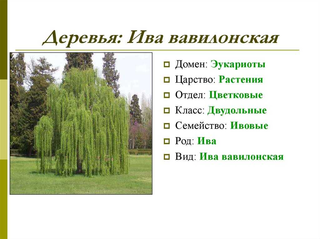 Плакучая ива фото дерева и описание