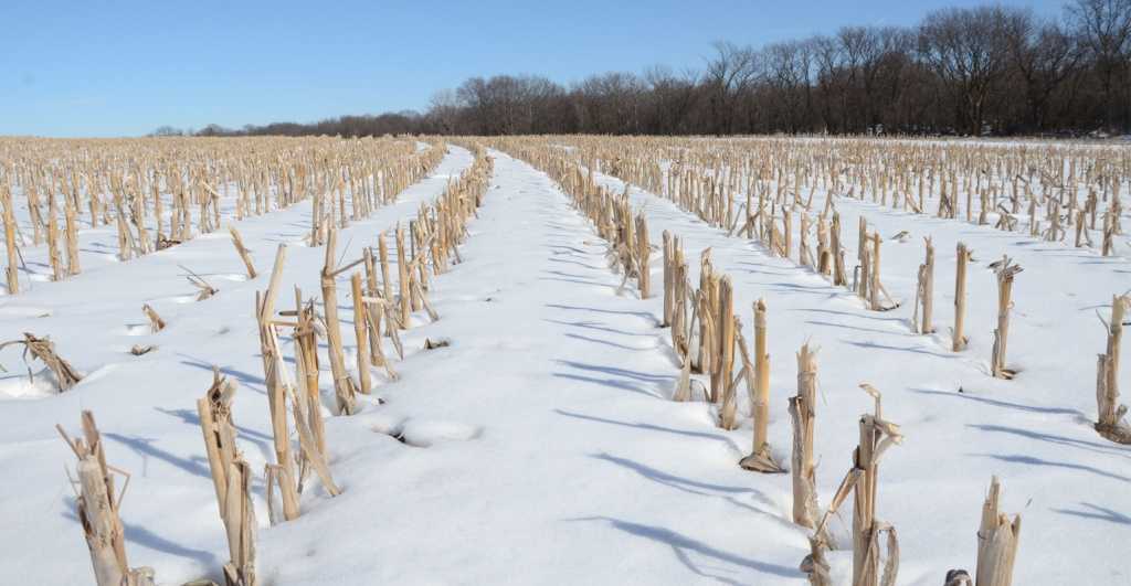 Снегозадержание на полях, на участке, в теплице, как влияет на рост растений, приемы, видео