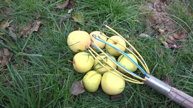 Приспособление для сбора яблок с дерева своими руками: 5 видов плодосъемников