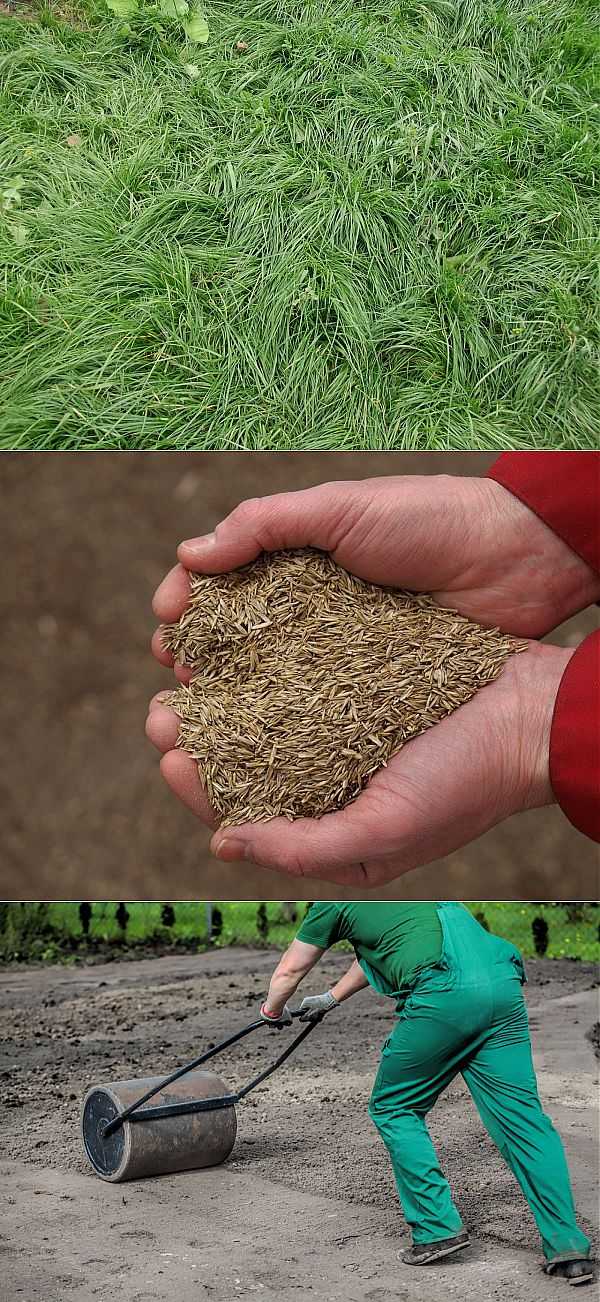 Газонная трава «изумруд»: семена газона, универсальная смесь 20 кг и другой фасовки, советы по выбору и отзывы о травосмеси