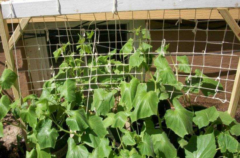 Выращивание огурцов на сетке | огородовед