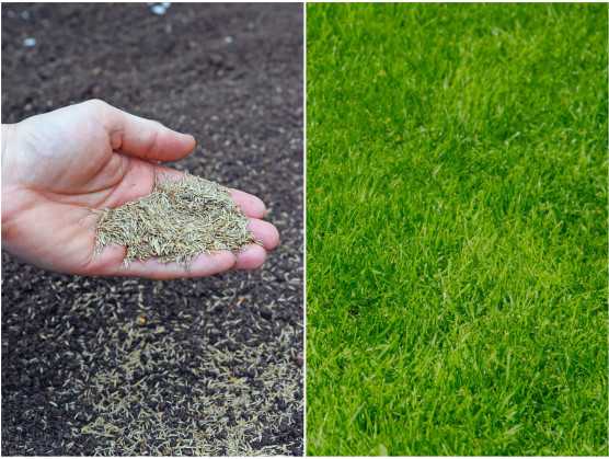 Как сажать газонную траву правильно и когда лучше ее сеять на участке