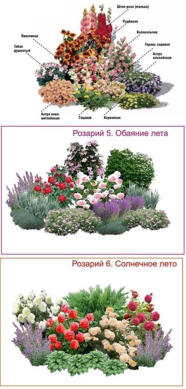 Клумбы непрерывного цветения: особенности, правила создания и подбор растений