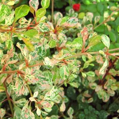 Как посадить и ухаживать за барбарисом атропурпуреа (atropurpurea) в открытом грунте
