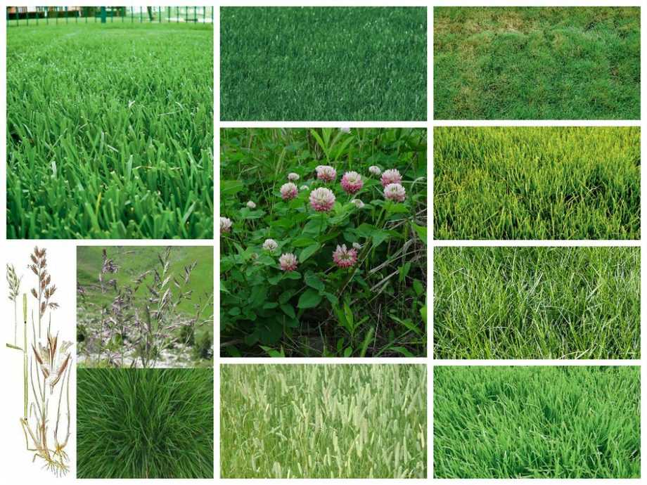 Идеальный газон своими руками: как и когда лучше всего сеять газонную траву? - огород, сад, балкон - медиаплатформа миртесен