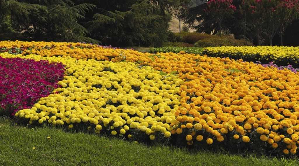 Многолетние бордюрные цветы с описанием и фото