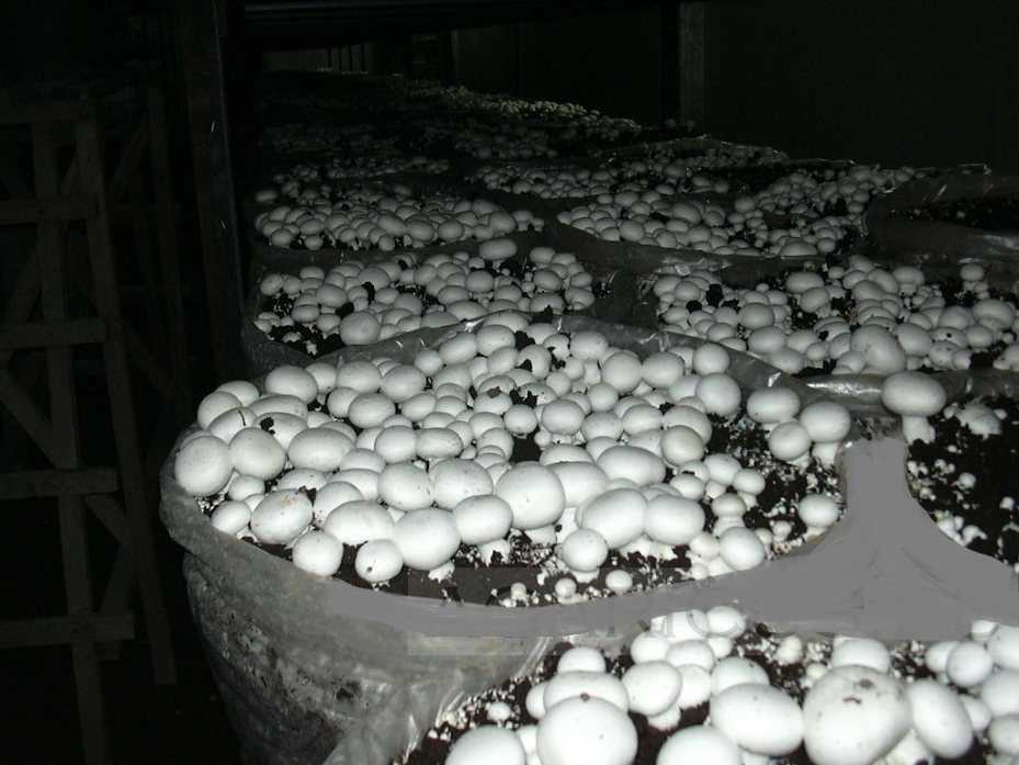 Технология выращивания белых грибов