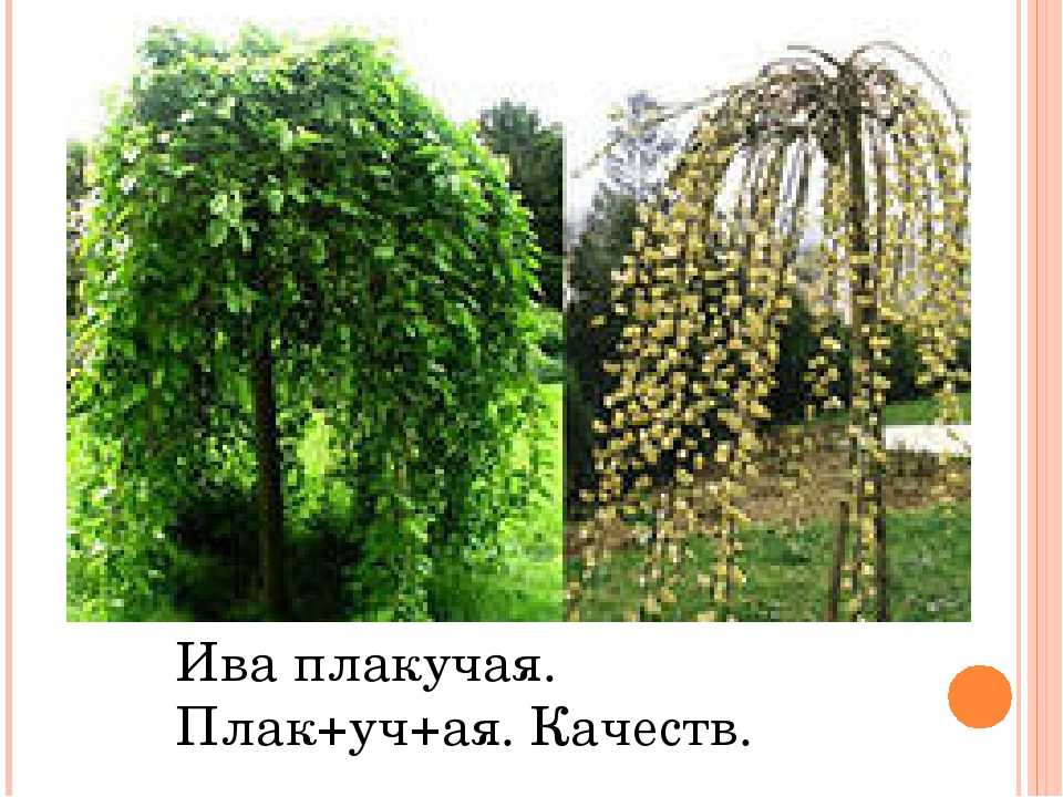 Ива козья (бредина) – описание, состав, свойства, применение, рецепты