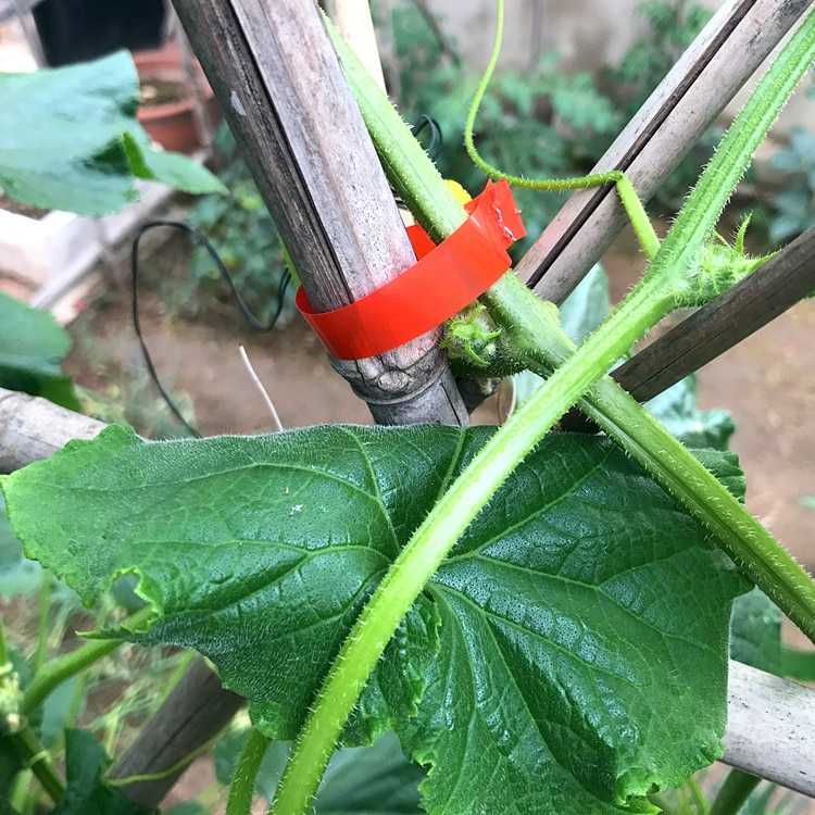 Клипсы для подвязки растений: как пользоваться ими для томатов и огурцов в теплице? садовые пластиковые клипсы-держатели и другие для фиксации