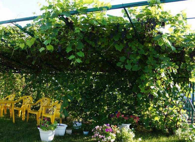 Выращивание винограда на беседке - советы и фото | housedb.ru