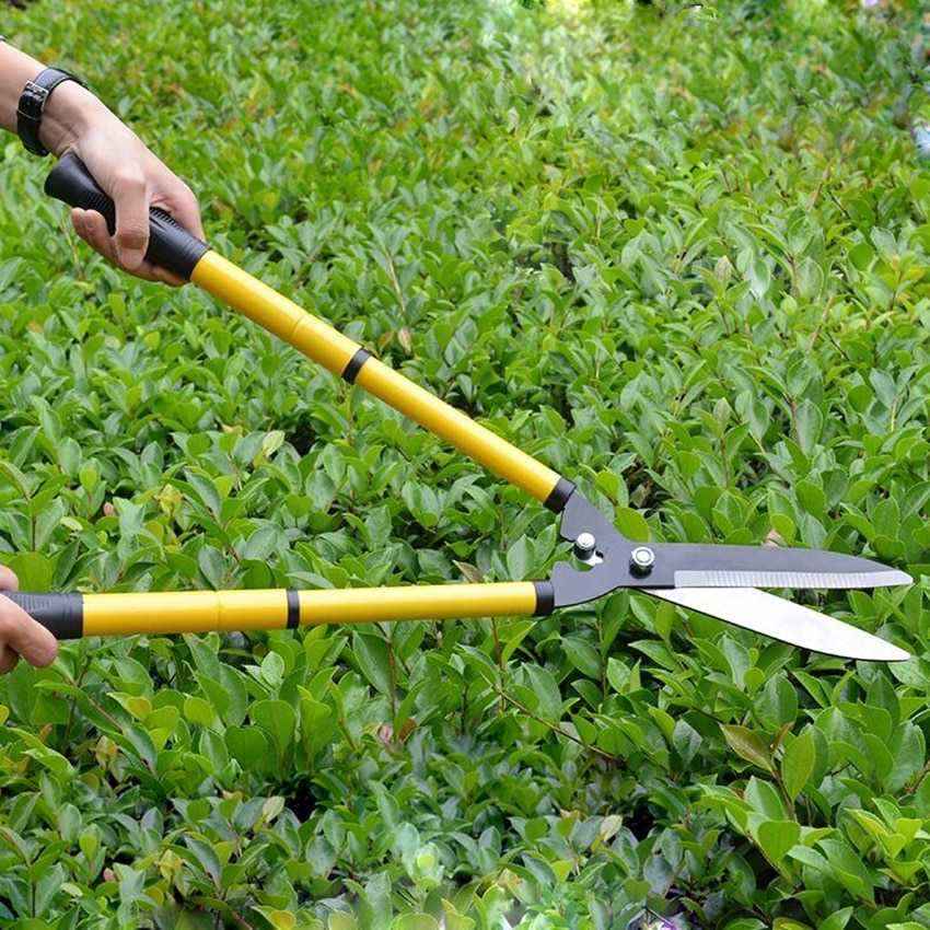 Секаторы садовые: как выбрать инструмент для обрезки деревьев в саду?