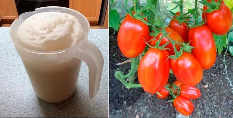 Подкормка помидор дрожжами: рецепты для открытого грунта и теплицы