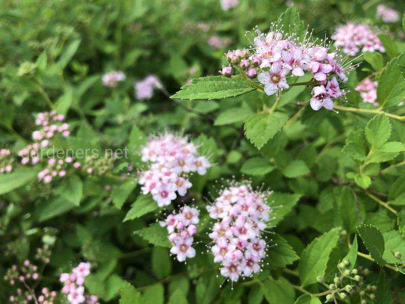 Спирея японская фробели: описание, посадка и уход, фото, отзывы
