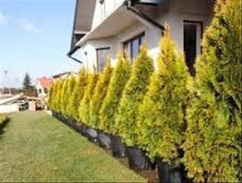 Туя смарагд - высота взрослого растения и сорта, применение в ландшафтном дизайне с фото