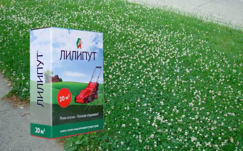 Виды и высадка овсяницы для газона