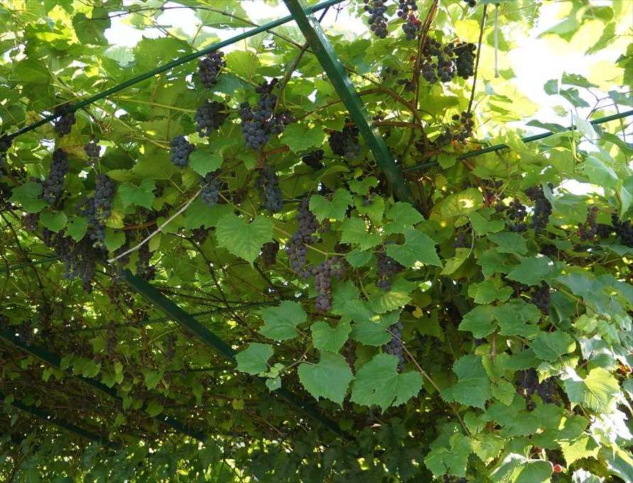 Навес для винограда – разновидности и особенности строительства