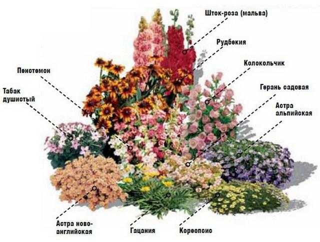 Клумба непрерывного цветения: схемы и подбор растений, видео