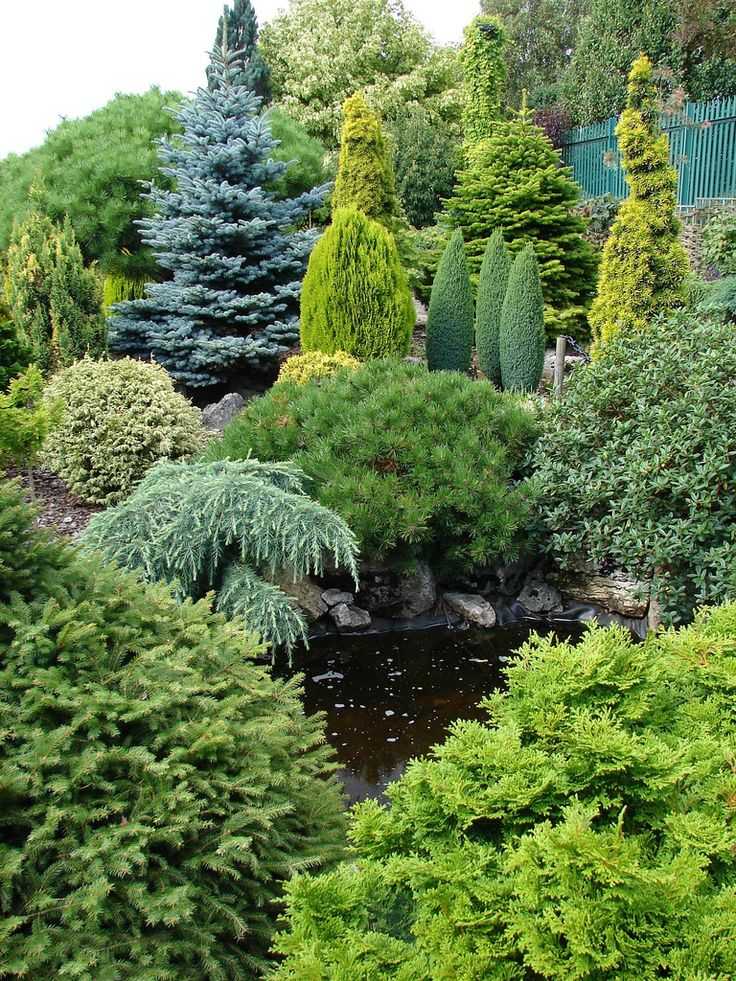 Карликовая сосна (38 фото): сорта декоративных низкорослых мини-сосен для сада. их посадка и уход. примеры в ландшафтном дизайне