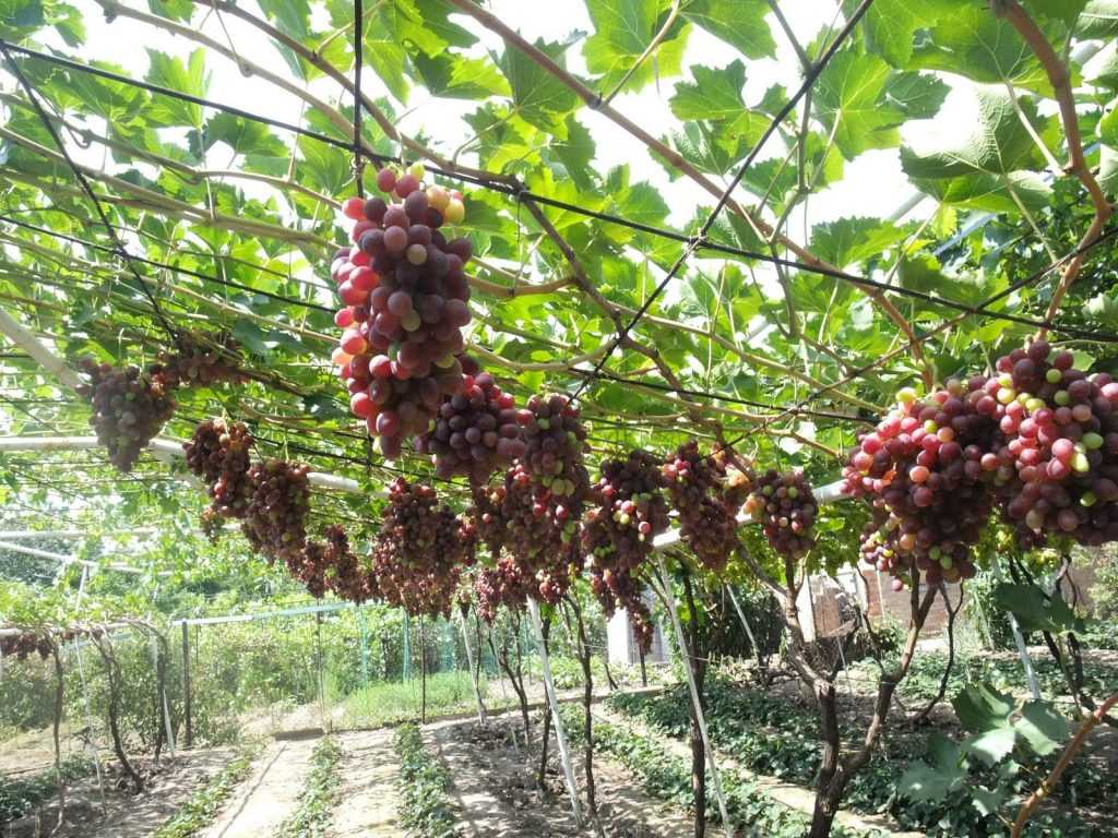 Выращивание винограда на беседке