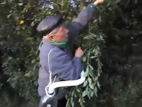 Самодельные приспособления для сбора вишни с высоких деревьев