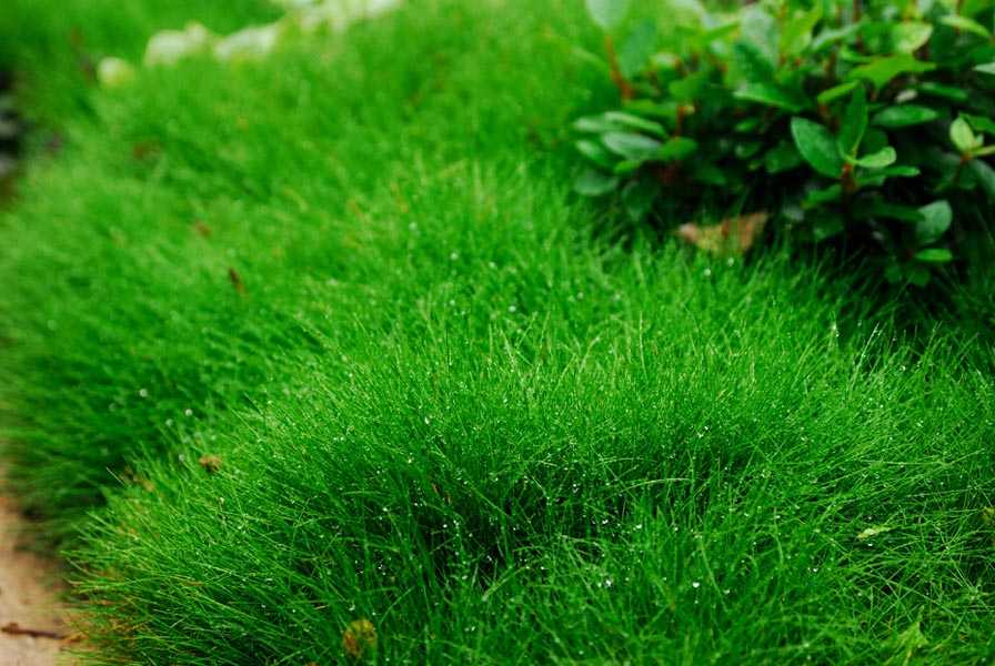 Виды газонной травы с фото, названиями и описанием. газонные травы сорта