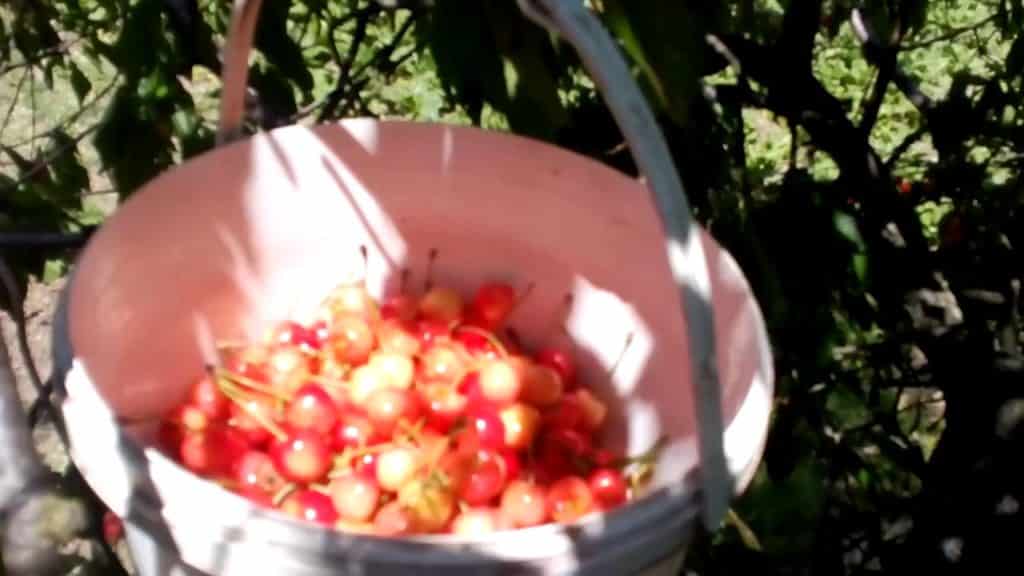 Опыление вишни - какие нужны условия для обильного урожая
