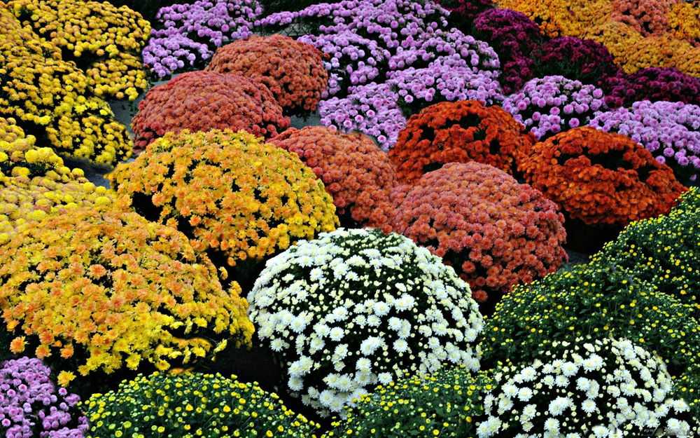 Морозостойкие декоративные кустарники (36 фото): выбираем зимостойкие многолетние красивые кусты для сада, высокие и низкорослые